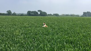 Jack Russell Terrier jumping through a field [upl. by Aierb]