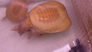 Albino softshelled turtle mating [upl. by Hgeilyak426]