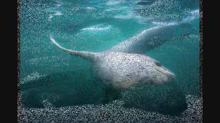 Underwater Seal Sounds [upl. by Eahc569]