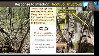 OCF 2020 Conference Blight Resistance and Breeding Research [upl. by Zedekiah]