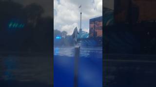 SeaWorld Orlando Footage 72922 seaworldorlando themepark orca [upl. by Aicnarf565]