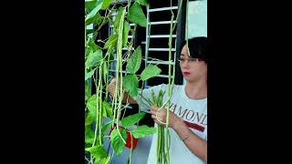 Harvesting cowpeas from the balcony garden garden balcony [upl. by Nyllek]