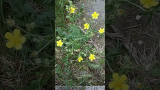 Hoary Cinquefoil Silver Cinquefoil Silvery Cinquefoil SilverLeaf Cinquefoil Potentilla Argentea [upl. by Nura]