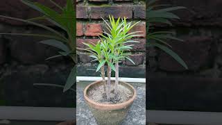 Cutting to grow oleander plant youtubeshorts garden flowergarden reels [upl. by Upshaw]