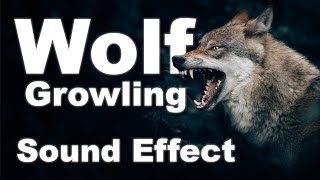 Wolf Growling Sound Effects No Copyright  gLOBALeARS [upl. by Moishe937]