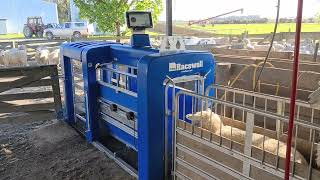 Racewell DR3 amp Macrostock Scale System auto drafting Sheep By Weight [upl. by Afatsom]