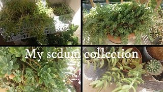 My sedum genus succulent collection  Crassulaceae family [upl. by Eelir765]