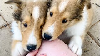 ADORABLE Rough Collie puppy puppies compilation cute moments lassie breed🥰🥰 [upl. by Anez455]