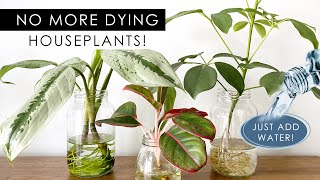 8 INDOOR PLANTS THAT CAN GROW IN WATER NO SOIL NEEDED [upl. by Nashoma971]