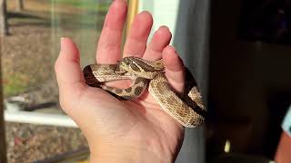 Meet my SnakeDiscovery hognose snake Vanellope [upl. by Lokcin]