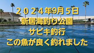 2024年9月５日 浜名湖新居海釣り公園 サビキ釣行 [upl. by Yetty]