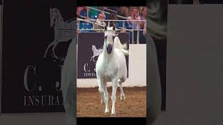 White Arabian Stallion Runs Free at Scottsdale Arabian Horse Show Liberty Run Championship [upl. by Eitra]