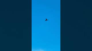 Kestrel Hovering Above Roadside In Late Afternoon In Slow Mo birds avian nature [upl. by Anallese]