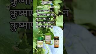 कूष्माण्ड Benincasa hispida ayurveda bams bamsstudents medico medico medicine [upl. by Timmi]