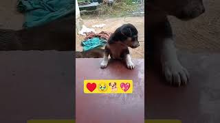 Barking my Puppy 🐕🥰🥹 5 shortvideos viralvideos trending [upl. by Sokil]