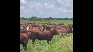 Red Angus Gelbvieh x Braford Cows Heifers Bred to LBW Braford Bulls [upl. by Aiker]