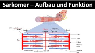 Sarkomer  Aufbau und Funktion  Aktinfilament  Myosinfilament Biologie  Sport Oberstufe 26 [upl. by Yllier609]