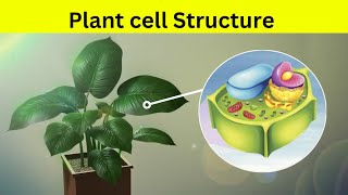 Plant Cell Structure  plant cell की संरचना [upl. by Ittocs]