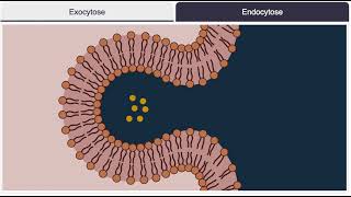 Endocytose exocytose [upl. by Melodie]