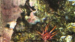 Yeti  Octopus briareus Taking Shrimp from a Stick [upl. by Colt]