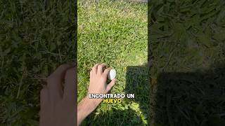 ENCONTRÉ UN HUEVO EN MI JARDÍN [upl. by Namreh]