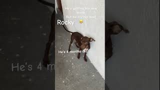 He’s dangerous watch out 🤫 funnydogs animals cute [upl. by Luciano]