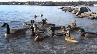 Ducks Geese and Seagulls  10 Hours of Water Birds  Jan 5 2022 [upl. by Antonetta294]