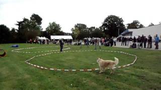 Longieren mit Hund an zwei Kreisen Tricks und Sprünge  HundeschuleOHZde [upl. by Strepphon]