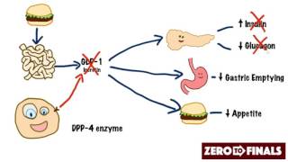 How does sitagliptin work DPP4 inhibitors and GLP1 mimetics [upl. by Lenni]