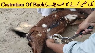 Castration Of BuckBuck CastrationBakra Khasi Karne Ka TareeqaDr Hafiz Nadeem Ur Rehman [upl. by Ileana]