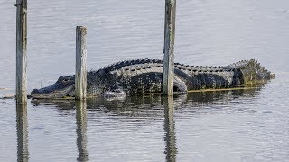 Alligator Gathering at Lake Apopka [upl. by Yrod288]