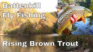 Battenkill Fly Fishing  Rising Brown Trout [upl. by Verity]