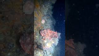 HIGHLY VENOMOUS SCORPION FISH travel fishing scubadiving fyp [upl. by Lamarre595]