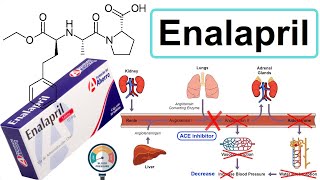 enalapril [upl. by Samp560]