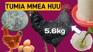 USINUNUE TENA DAWA ZA KUKU TUMIA MAJANI YA MLONGEMORINGAufugaji WA kuku poultry farm [upl. by Metabel]