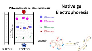 Native gel electrophoresis [upl. by Norehs]