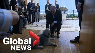 Vladimir Putin gifted puppy by Serbian President Aleksandar Vucic [upl. by Koppel922]