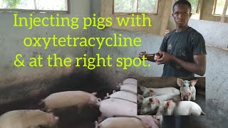 EASY WAY to INJECT DRUGS to PIGS OXYTETRACYCLINE [upl. by Riedel]