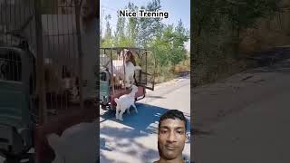 Nice Trening Dogs 🐕 amp Goats 🐐 🐐funnyanimal funnydog funnygoats doglover animals viral shorts [upl. by Marler]