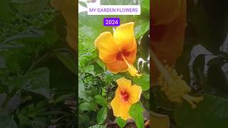 MY GARDEN FLOWERS gardening colourfulflowersgardenplants 2024flowers [upl. by Lathan51]