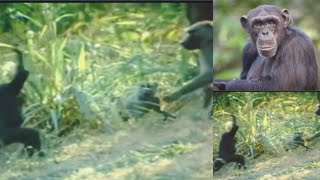 Chimpanzee beats baboon with stickChimpanzeeBaboonwildlifeytvideo [upl. by Anaer]