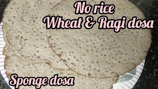 சுகர் இருக்கா இந்த தோசை உங்களுக்கு தான்  wheat amp ragi dosa recipe in tamil  sponge dosa [upl. by Adnilreh]