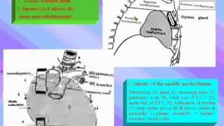 07Thorax anatomy Mediastinum الدكتور احمد كمال [upl. by Holms]