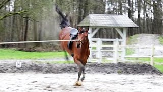 Pferd longieren sinnvoll  ja oder nein  Nachgefragt  abgehakt Folge 6 [upl. by Layap571]