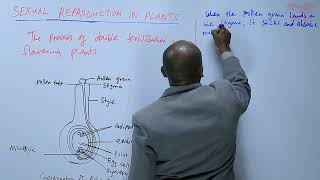 The Process of Double Fertilization in Flowering Plants L19 [upl. by Deirdra]