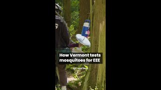 Testing mosquitoes for EEE in Vermont [upl. by Garges]