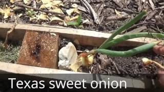 How onions grow and multiply Multiplying onions [upl. by Aeniah]