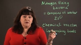 What Do NitrogenFixing Bacteria Do to Split Molecules of N  Chemistry and Physics Calculations [upl. by Sheply810]