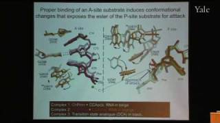 From Structure and Function of Ribosomes to New Antibiotics [upl. by Aramen]