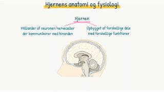 Nervesystemet Hjernens anatomi og fysiologi [upl. by Kiehl553]